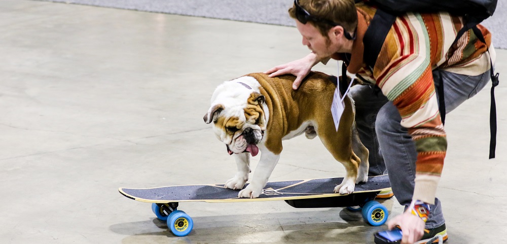 mellow-electric-skateboard-SIA snow show dog ride - banner